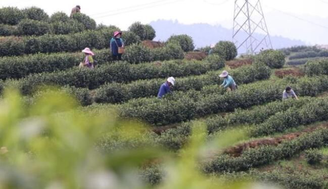 有关于三都中和镇:讲好“茶故事”,将小茶叶做成大产业的相关信息