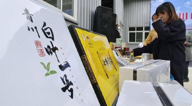 关于四川青川“白叶一号”白茶正式投产的信息(1)