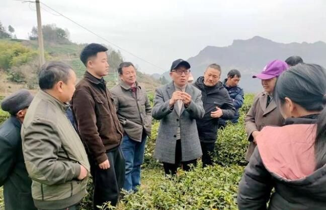 有关于石门:送科技下乡,推进茶产业健康发展的消息(1)