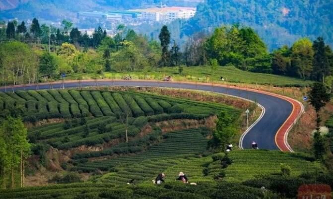有关于“小绿叶”成大产业!雅安天全高山春茶采摘忙的信息(5)