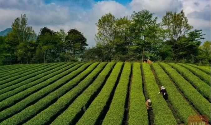 有关于“小绿叶”成大产业!雅安天全高山春茶采摘忙的信息(2)
