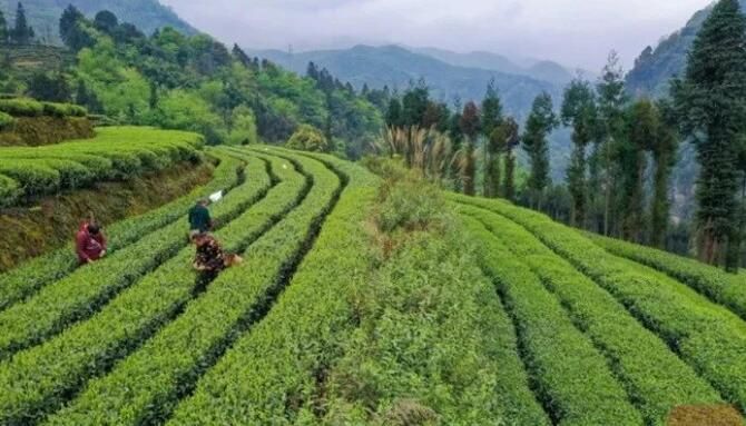有关于“小绿叶”成大产业!雅安天全高山春茶采摘忙的信息(6)