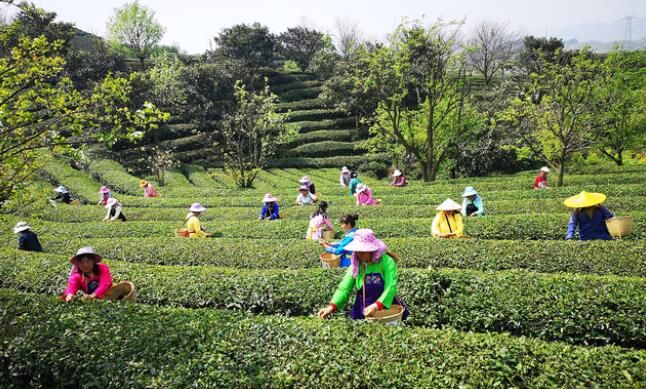 有关于平坝区白云镇:2000亩春茶开采的新闻