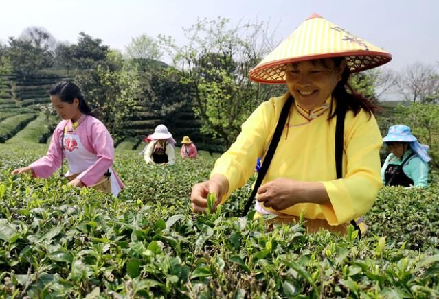 有关于平坝区白云镇:2000亩春茶开采的新闻(3)