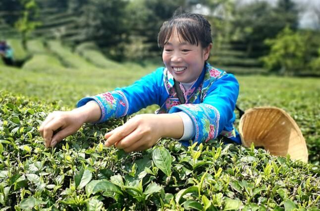 有关于平坝区白云镇:2000亩春茶开采的新闻(1)