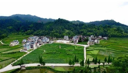有关于黎平:明前茶迎丰收 双手飞舞“指生金”的消息