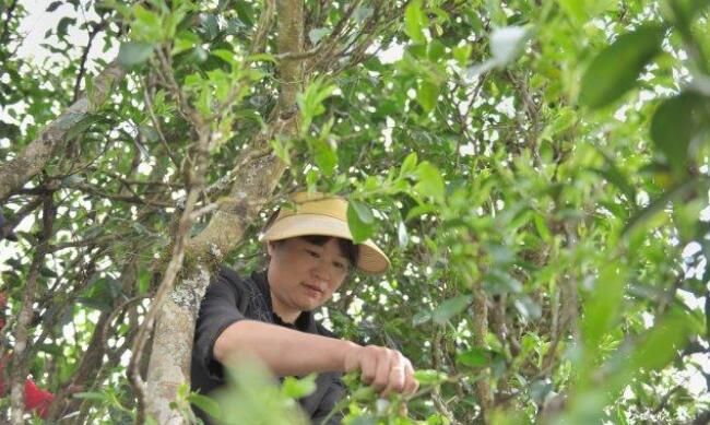 有关于“千年茶乡”保山昌宁31万亩春茶陆续开采的新闻