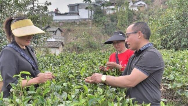 有关于“千年茶乡”保山昌宁31万亩春茶陆续开采的新闻(2)