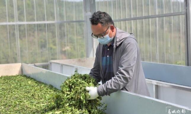有关于“千年茶乡”保山昌宁31万亩春茶陆续开采的新闻(3)