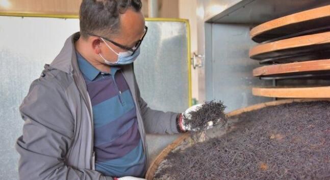 有关于“千年茶乡”保山昌宁31万亩春茶陆续开采的新闻(7)