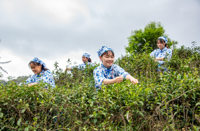 关于广西苍梧:春分时节采茶忙的最新消息(4)