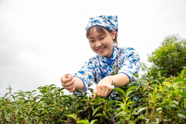 关于广西苍梧:春分时节采茶忙的最新消息(1)