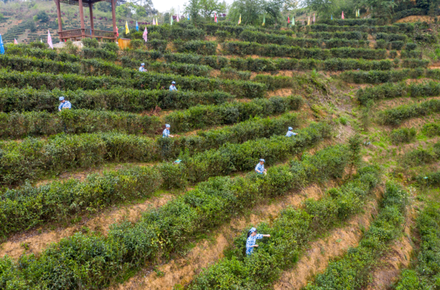 关于广西苍梧:春分时节采茶忙的最新消息(5)