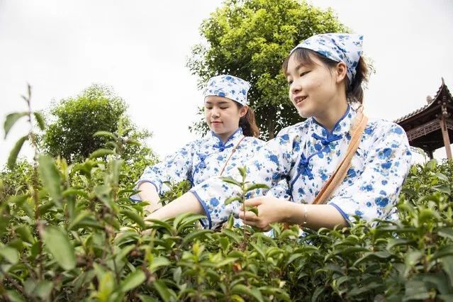 关于广西苍梧:春分时节采茶忙的最新消息(3)