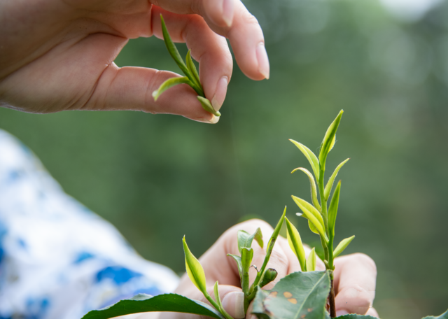 关于广西苍梧:春分时节采茶忙的最新消息(2)