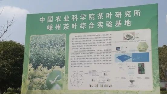 关于浙江嵊州:“智能采茶工”入驻茶园的相关信息(1)