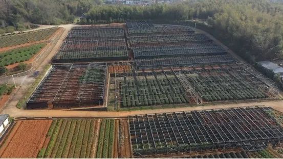关于浙江嵊州:“智能采茶工”入驻茶园的相关信息(2)