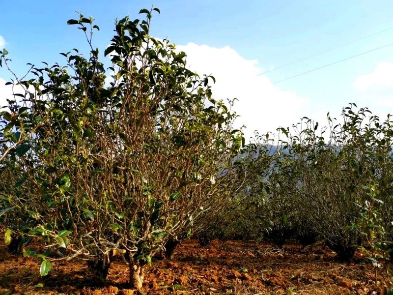 有关于临沧春茶季​：春风十里忙肺香的最新消息(3)