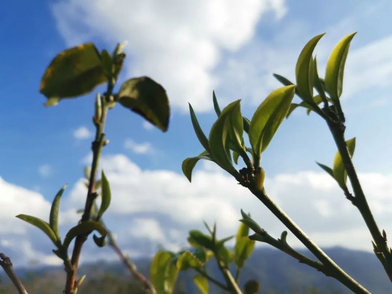 有关于临沧春茶季​：春风十里忙肺香的最新消息(2)