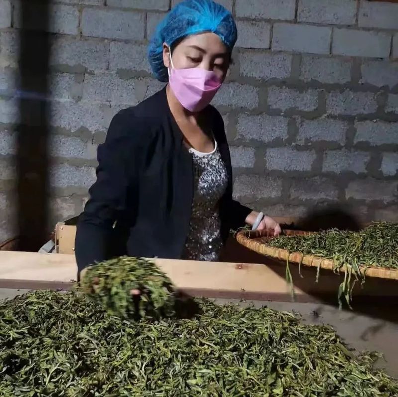 有关于临沧春茶季​：春风十里忙肺香的最新消息(1)