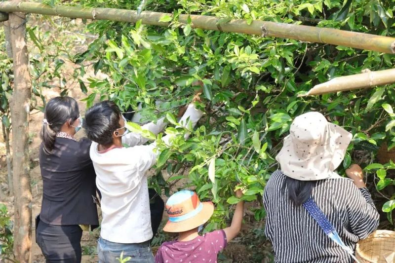 有关于临沧春茶季:临翔古树绿芽冒尖尖 春分时节采茶忙的相关内容