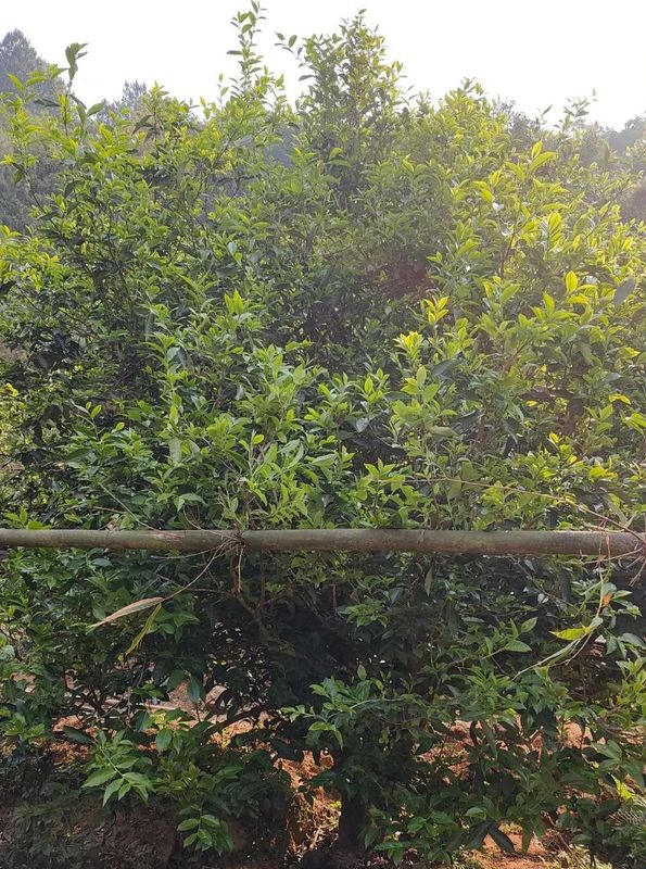 有关于临沧春茶季:临翔古树绿芽冒尖尖 春分时节采茶忙的相关内容(2)