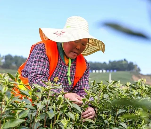 有关于春茶快报,瓮安:春茶开采正当时的资讯(4)