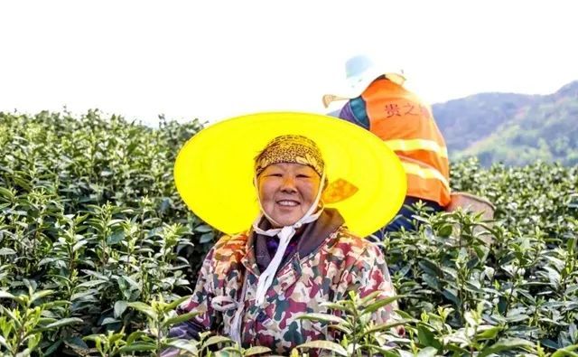 有关于春茶快报,瓮安:春茶开采正当时的资讯(2)