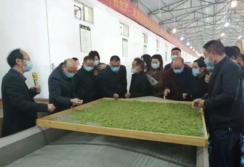 有关于汉中市举办汉中仙毫标准化加工现场培训会的内容(2)