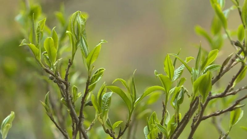有关于景东安定镇迤仓村打造南诏贡茶园 4月6日举行贡茶开采系列活动的新闻(2)