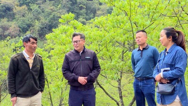有关于景东安定镇迤仓村打造南诏贡茶园 4月6日举行贡茶开采系列活动的新闻(1)