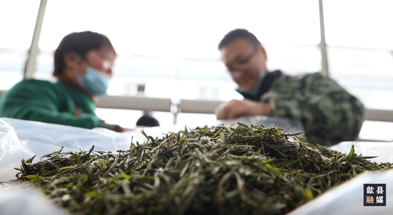 有关于歙县春茶上市交易忙 价格较去年略有上涨的最新消息(2)