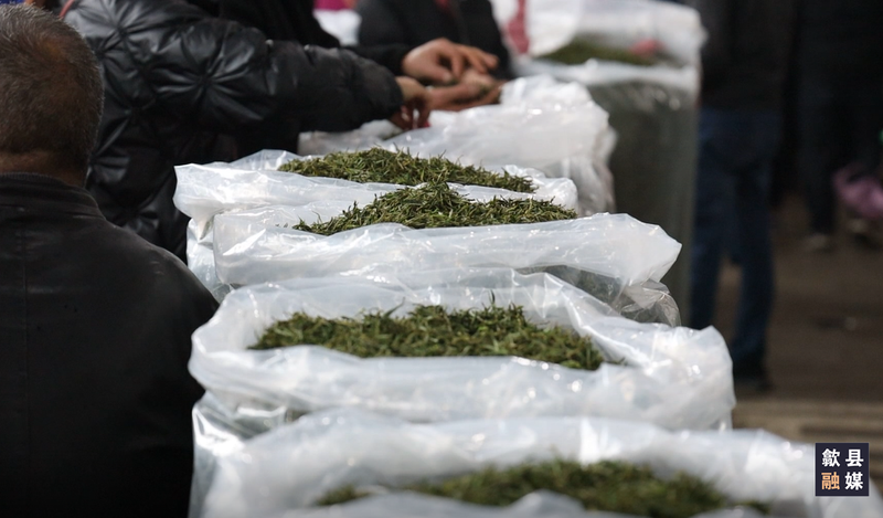 有关于歙县春茶上市交易忙 价格较去年略有上涨的最新消息(5)
