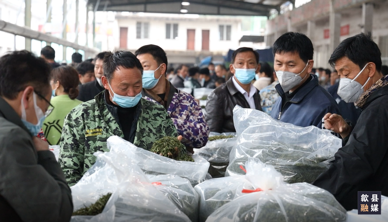 有关于歙县春茶上市交易忙 价格较去年略有上涨的最新消息(4)