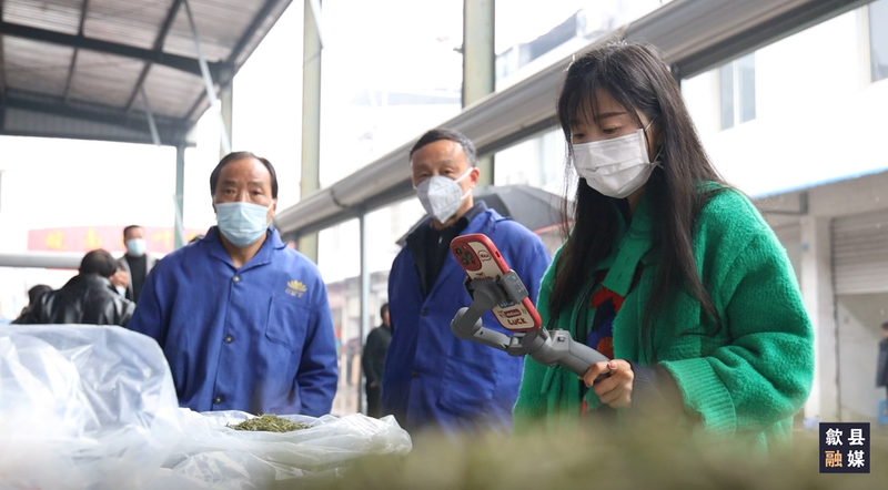 有关于歙县春茶上市交易忙 价格较去年略有上涨的最新消息(6)