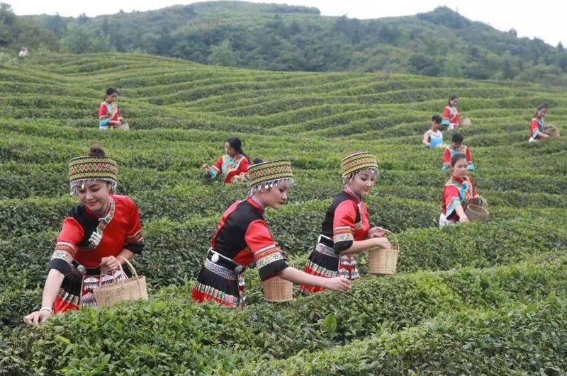 关于这个春天去哪里采上好的春茶呢?这条攻略告诉你真相的最新消息(4)