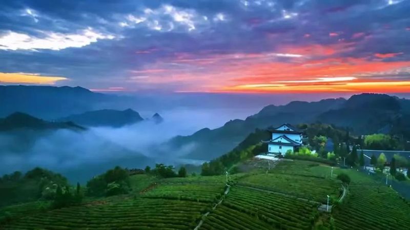 关于这个春天去哪里采上好的春茶呢?这条攻略告诉你真相的最新消息(17)