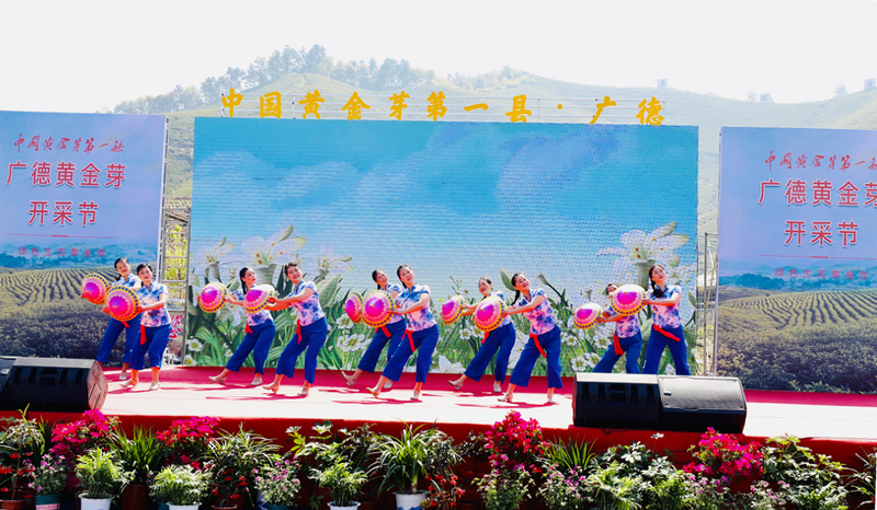 关于广德黄金芽开采节即将启动的相关信息(1)