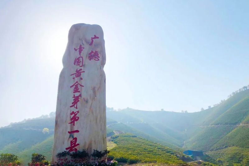 关于广德黄金芽开采节即将启动的相关信息