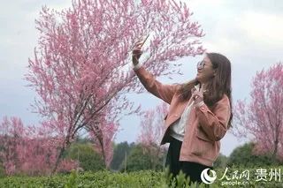 有关于贵州凤冈:明前茶 采摘忙的信息(9)