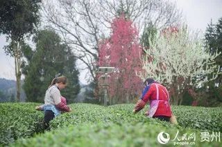 有关于贵州凤冈:明前茶 采摘忙的信息(7)