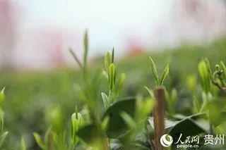 有关于贵州凤冈:明前茶 采摘忙的信息(4)