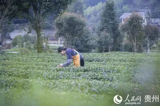 有关于贵州凤冈:明前茶 采摘忙的信息(8)