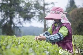 有关于贵州凤冈:明前茶 采摘忙的信息(5)