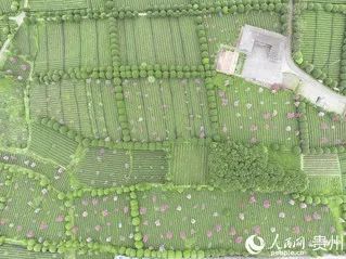 有关于贵州凤冈:明前茶 采摘忙的信息