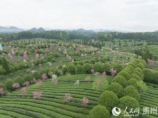 有关于贵州凤冈:明前茶 采摘忙的信息(1)