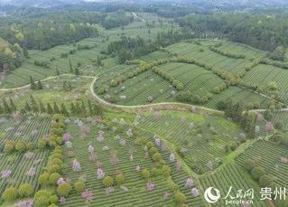 有关于贵州凤冈:明前茶 采摘忙的信息(2)