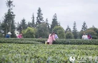 有关于贵州凤冈:明前茶 采摘忙的信息(6)
