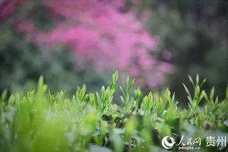 有关于贵州凤冈:明前茶 采摘忙的信息(3)