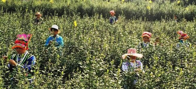 关于四川北川: 8.5万亩春茶集中开采的最新消息